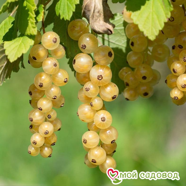 Белая смородина Императорская