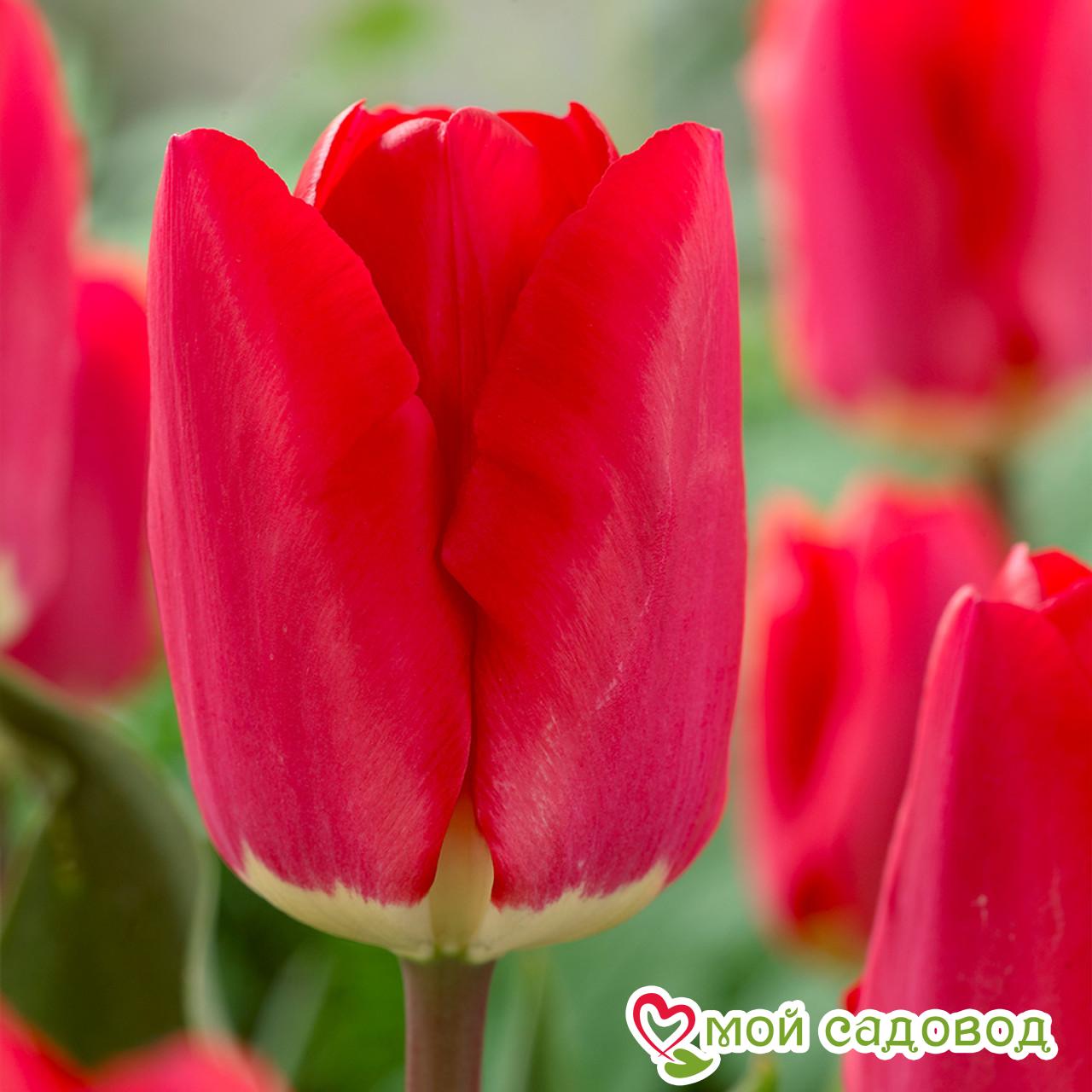 Тюльпан Фостери Кинг