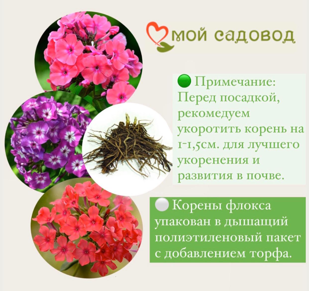 ФЛОКС МЕТЕЛЬЧАТЫЙ ЛАРИССА