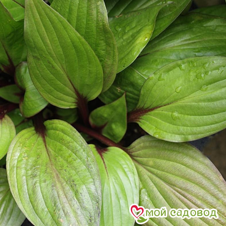 Хоста Фёрст Блаш