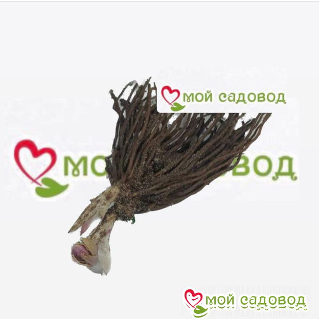 Морозник Шиммер Голд